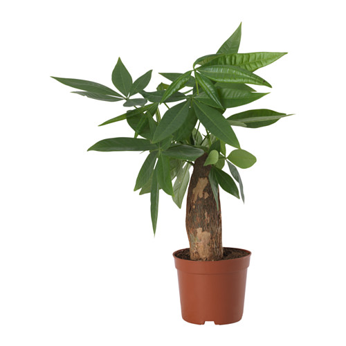 PACHIRA AQUATICA potted plant