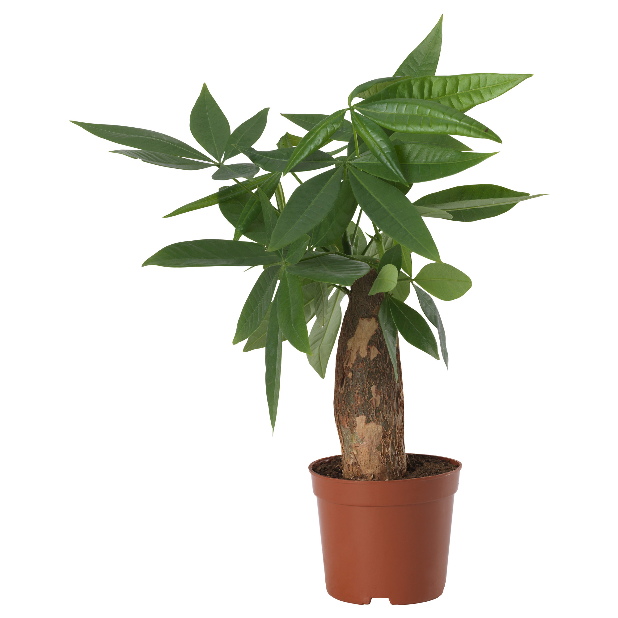 Pachira Aquatica Potted Plant Guinea Chestnut Ikea Hong Kong