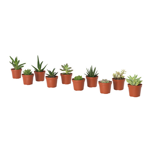 SUCCULENT potted plant