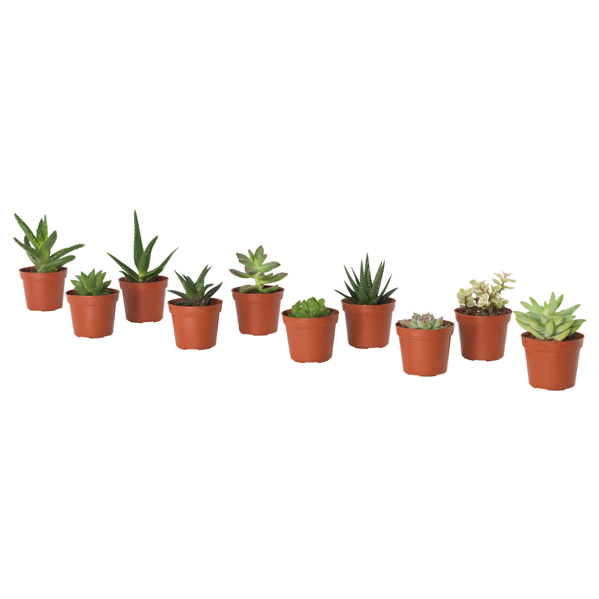 SUCCULENT 盆栽植物