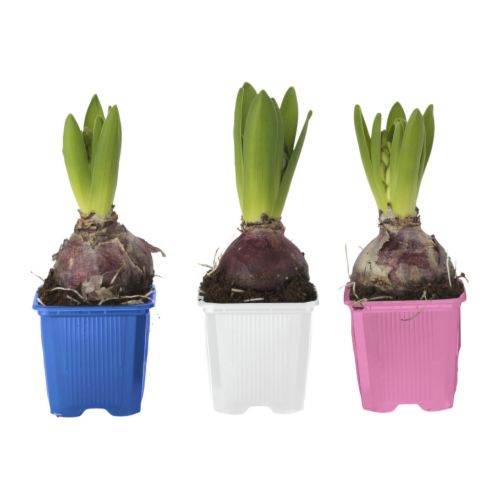 HYACINTHUS 盆栽植物