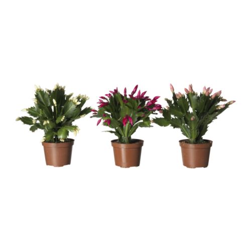 SCHLUMBERGERA 盆栽植物