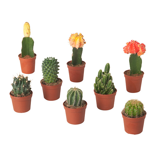 CACTACEAE 盆栽植物