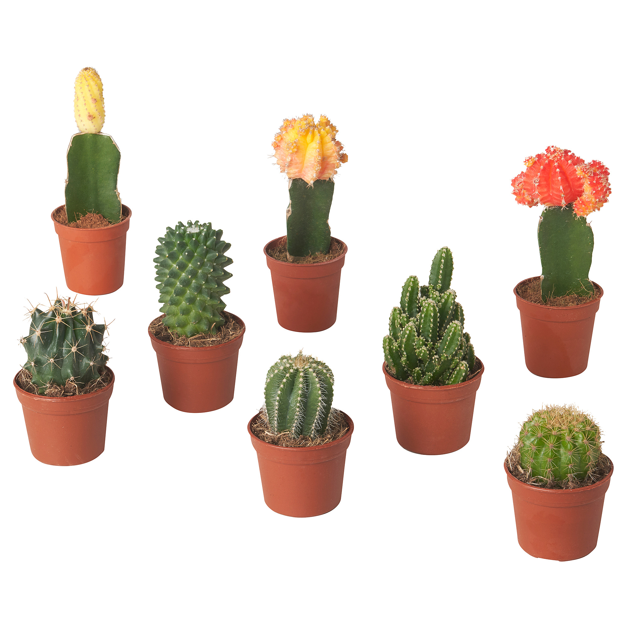 CACTACEAE 盆栽植物