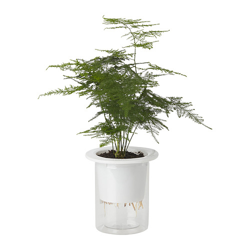 ASPARAGUS SETACEUS 盆栽植物