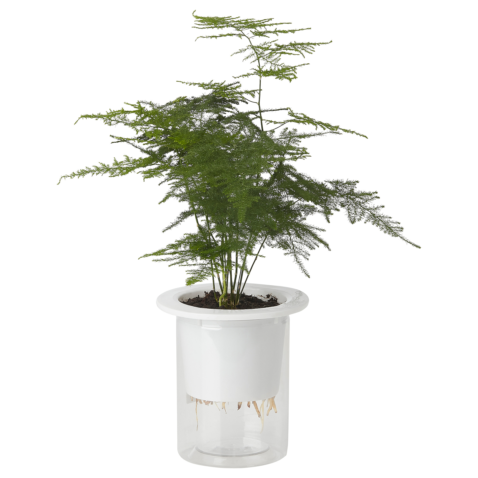 ASPARAGUS SETACEUS 植物