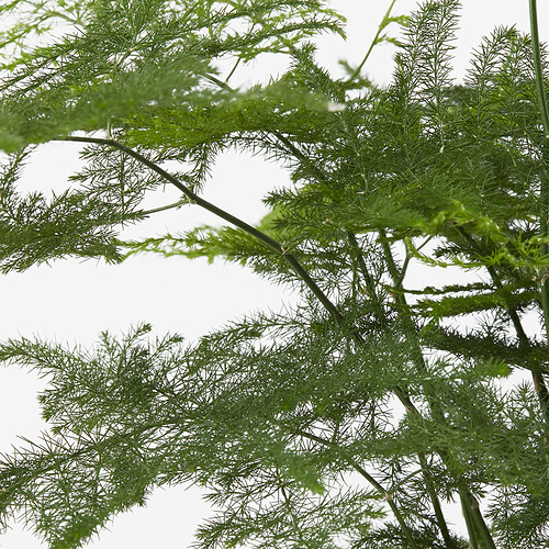 ASPARAGUS SETACEUS 盆栽植物