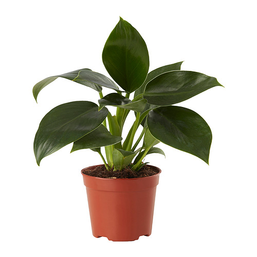 PHILODENDRON potted plant