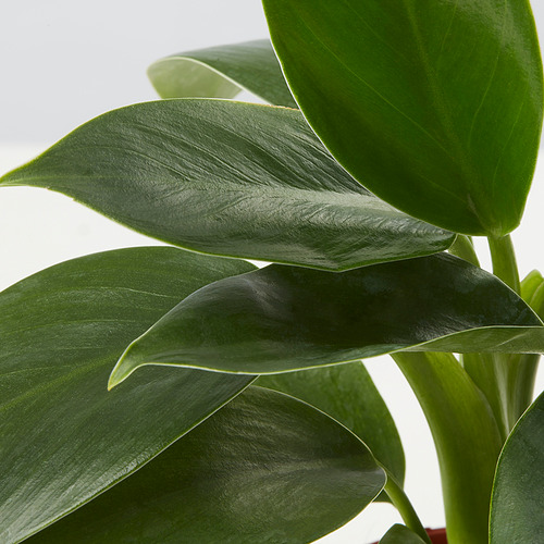 PHILODENDRON potted plant