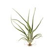 TILLANDSIA 空氣草
