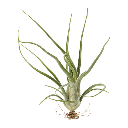 TILLANDSIA air plant