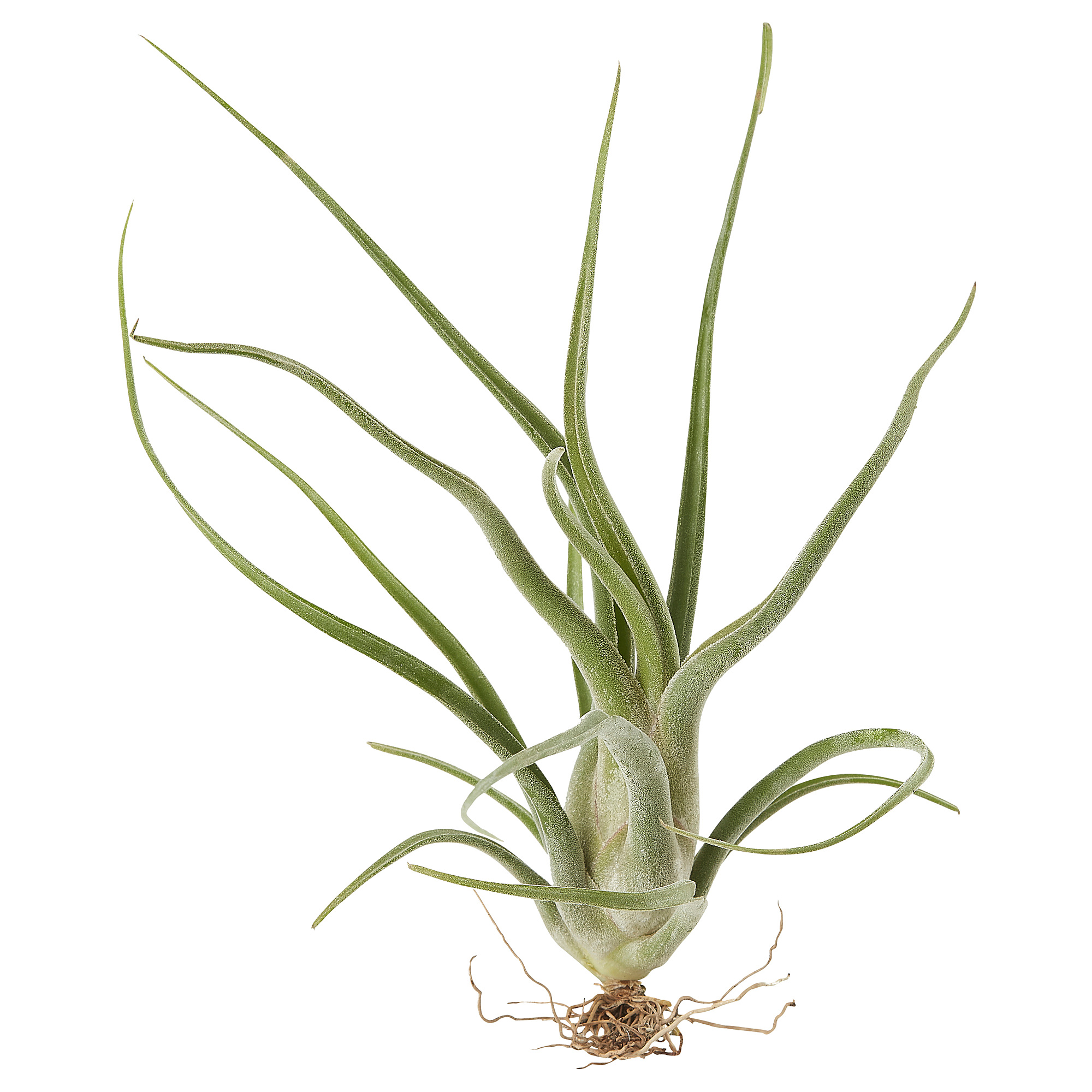 TILLANDSIA air plant