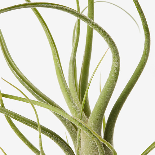 TILLANDSIA 空氣草