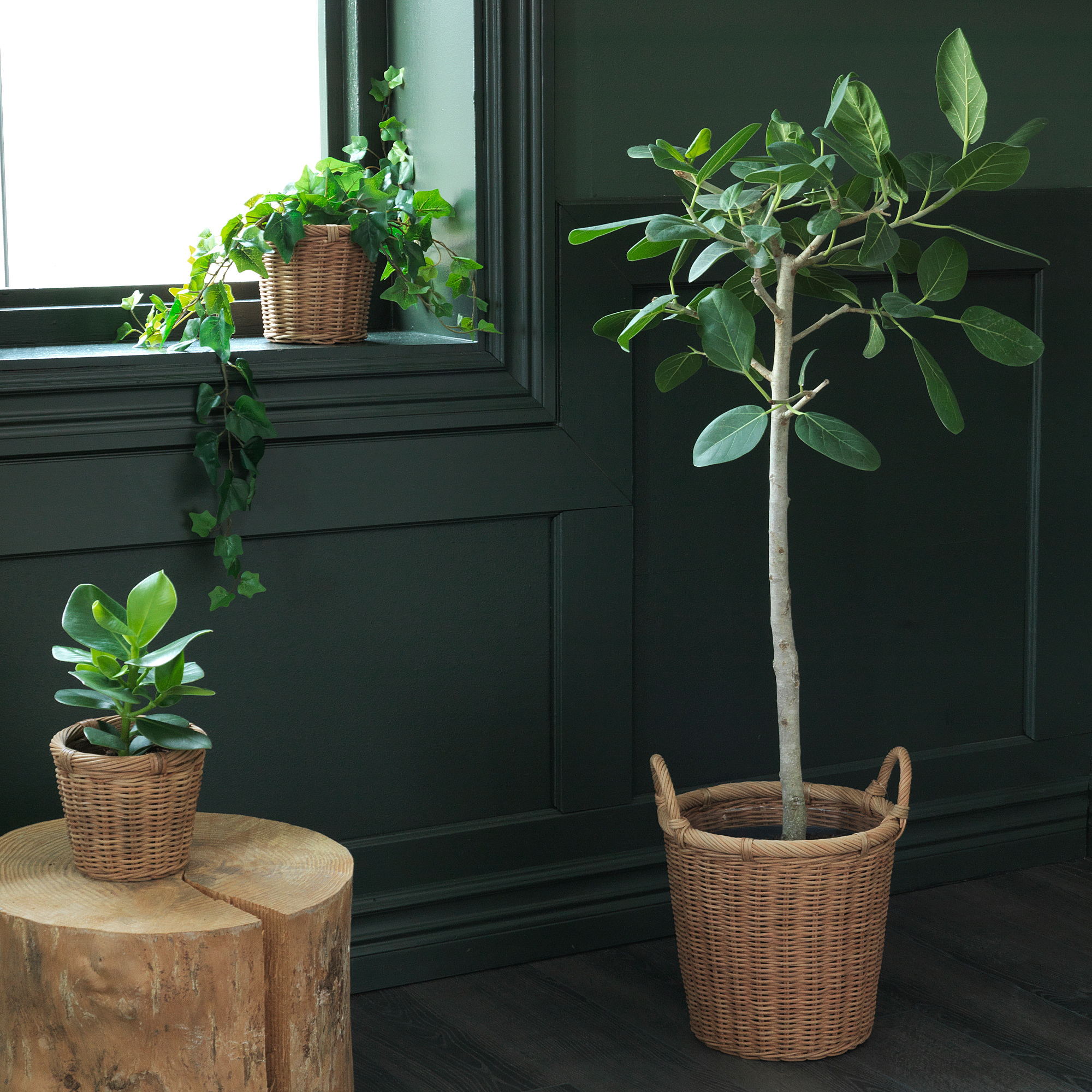 Kaktusfikon 花盆 藤 Ikea 香港及澳門