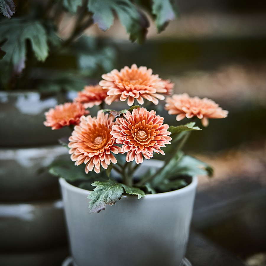 FEJKA artificial potted plant