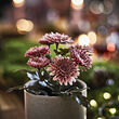 FEJKA artificial potted plant