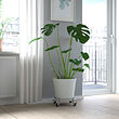 OLIVBLAD plant mover