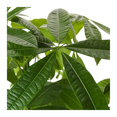 PACHIRA AQUATICA potted plant