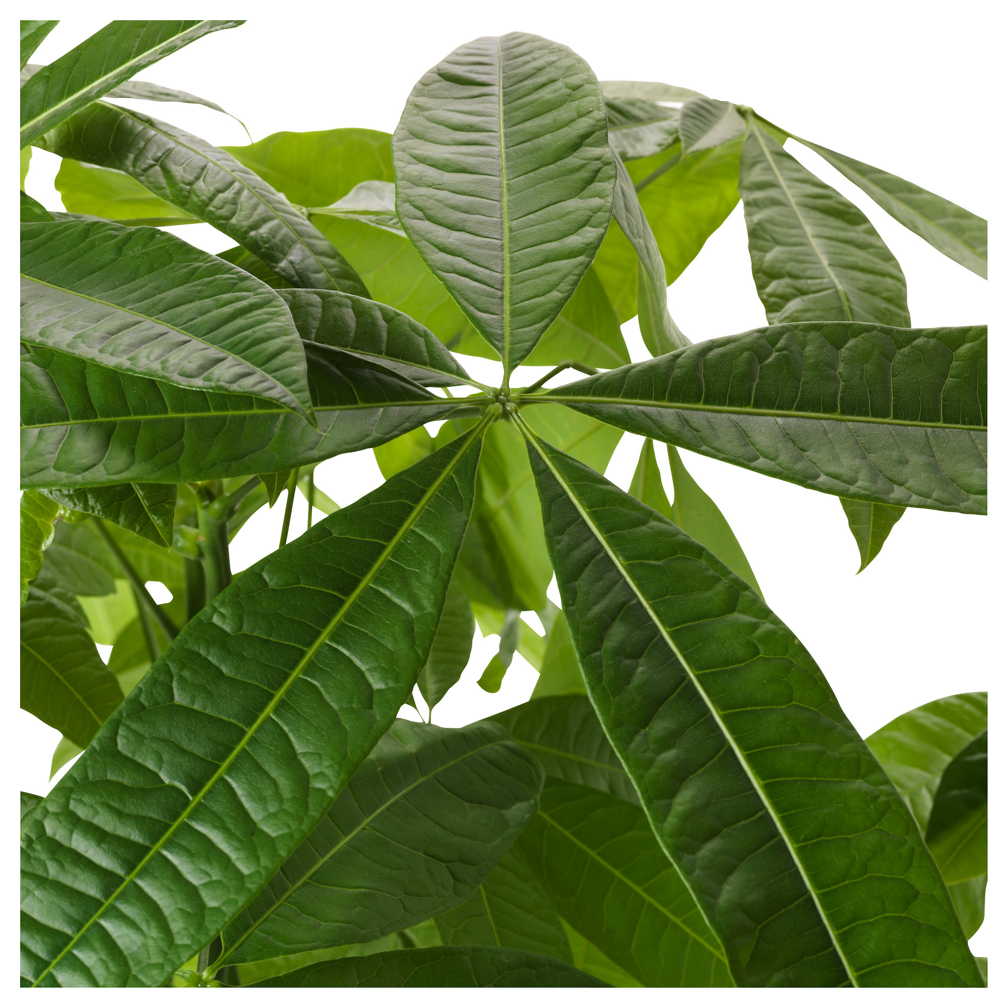 PACHIRA AQUATICA 盆栽植物