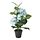 FEJKA - artificial potted plant, in/outdoor/Hydrangea blue | IKEA Hong Kong and Macau - PE840167_S1