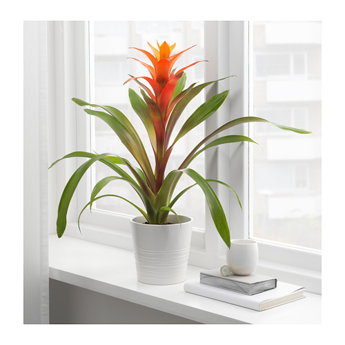 GUZMANIA potted plant