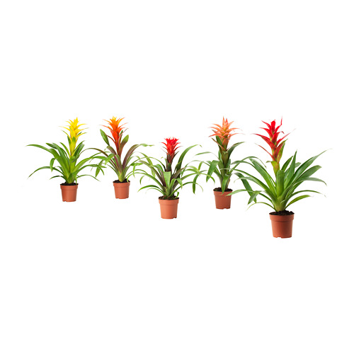 GUZMANIA potted plant
