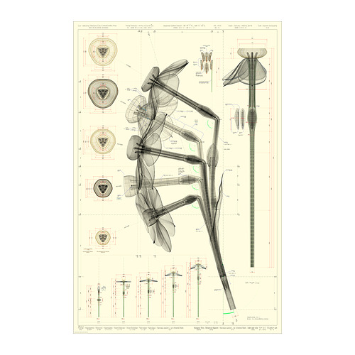 BILD poster