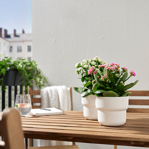 KALANCHOE potted plant