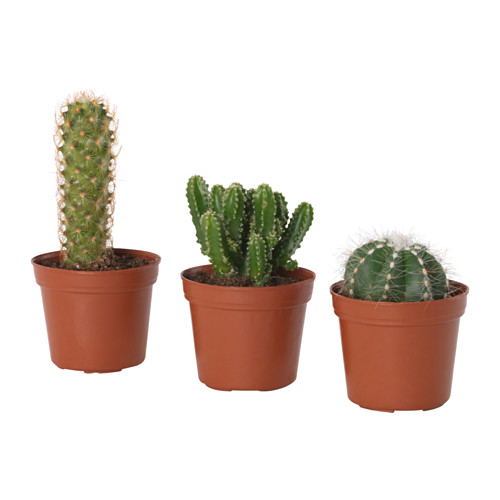 CACTACEAE 盆栽植物