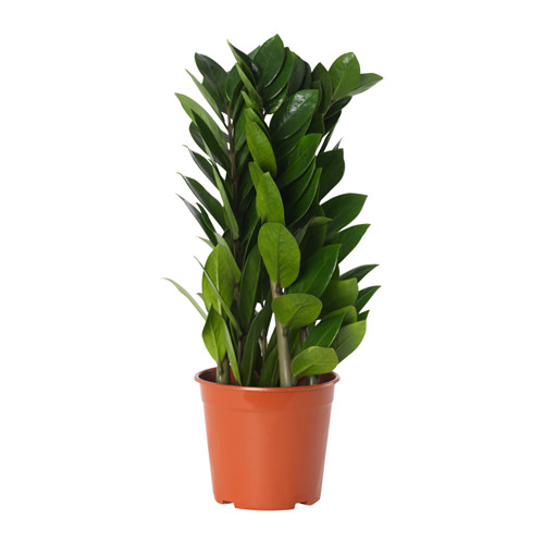 ZAMIOCULCAS - 盆栽植物, 金錢樹, 10 厘米 | IKEA 香港及澳門 - PE656746_S4