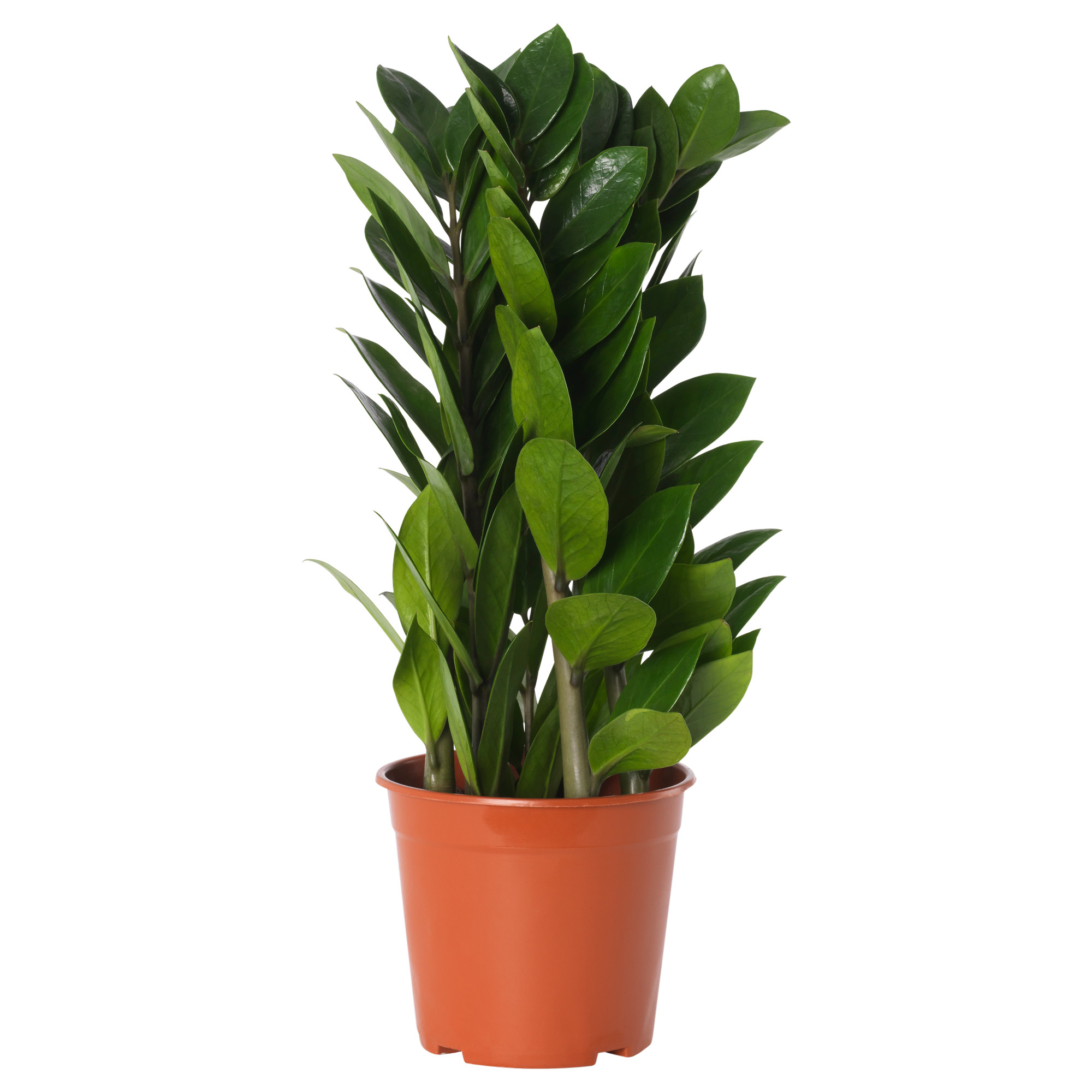 ZAMIOCULCAS 盆栽植物
