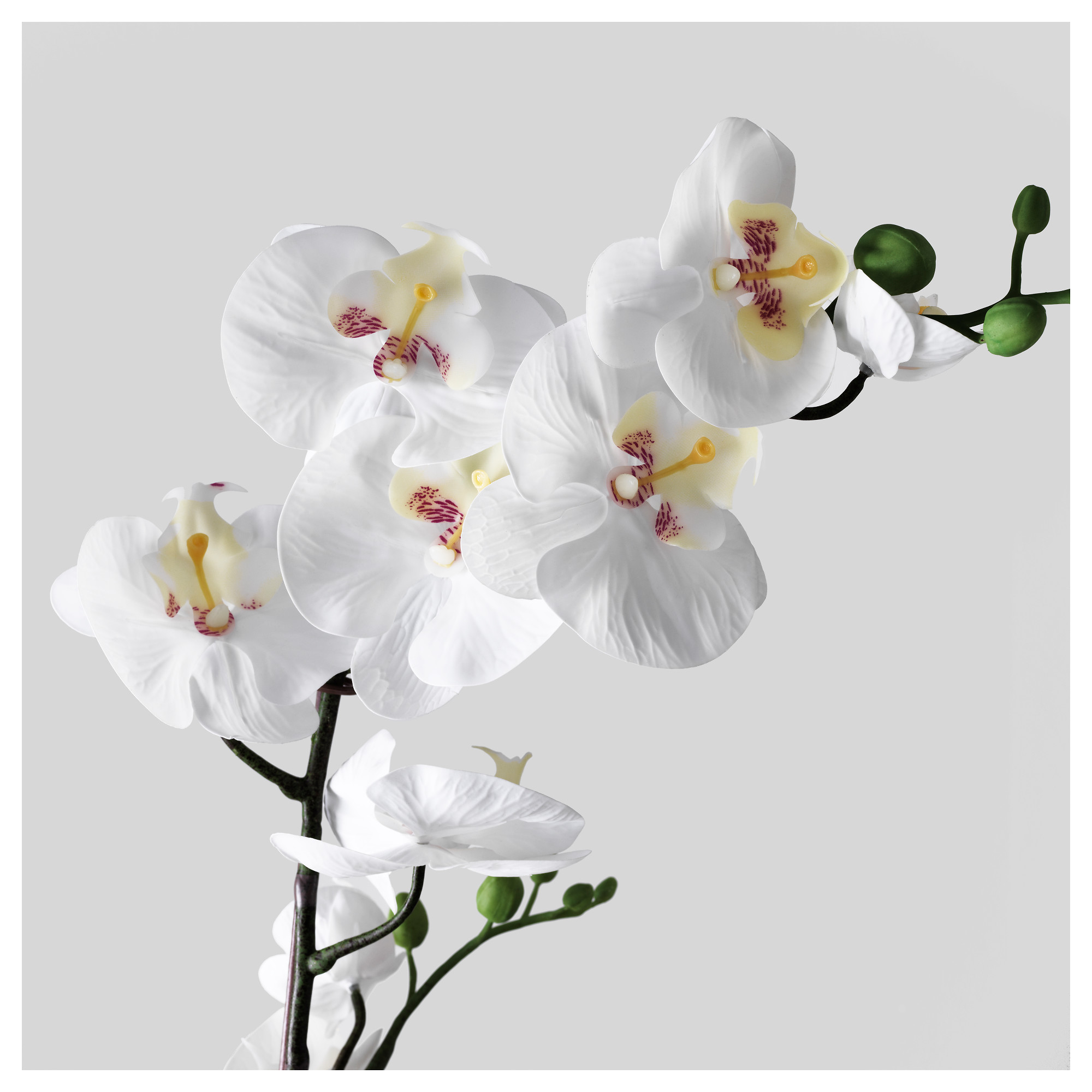 Fejka Artificial Potted Plant Orchid White Ikea Hong Kong And Macau