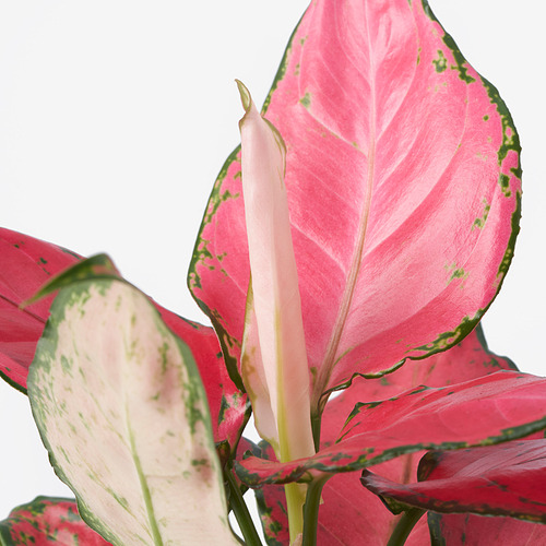 AGLAONEMA 盆栽植物