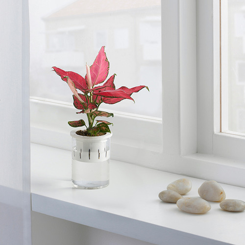 AGLAONEMA 盆栽植物