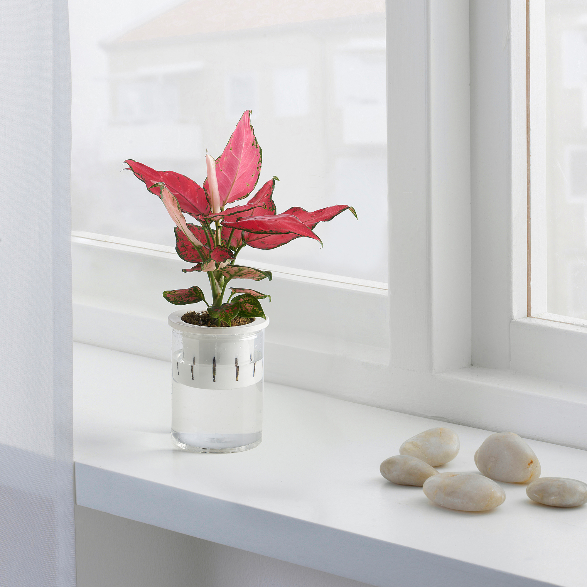 AGLAONEMA 盆栽植物