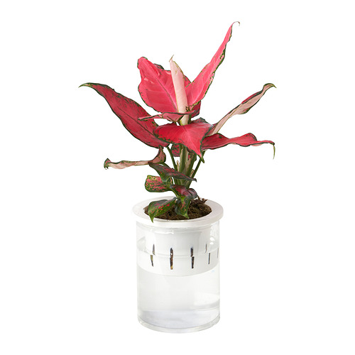AGLAONEMA 盆栽植物