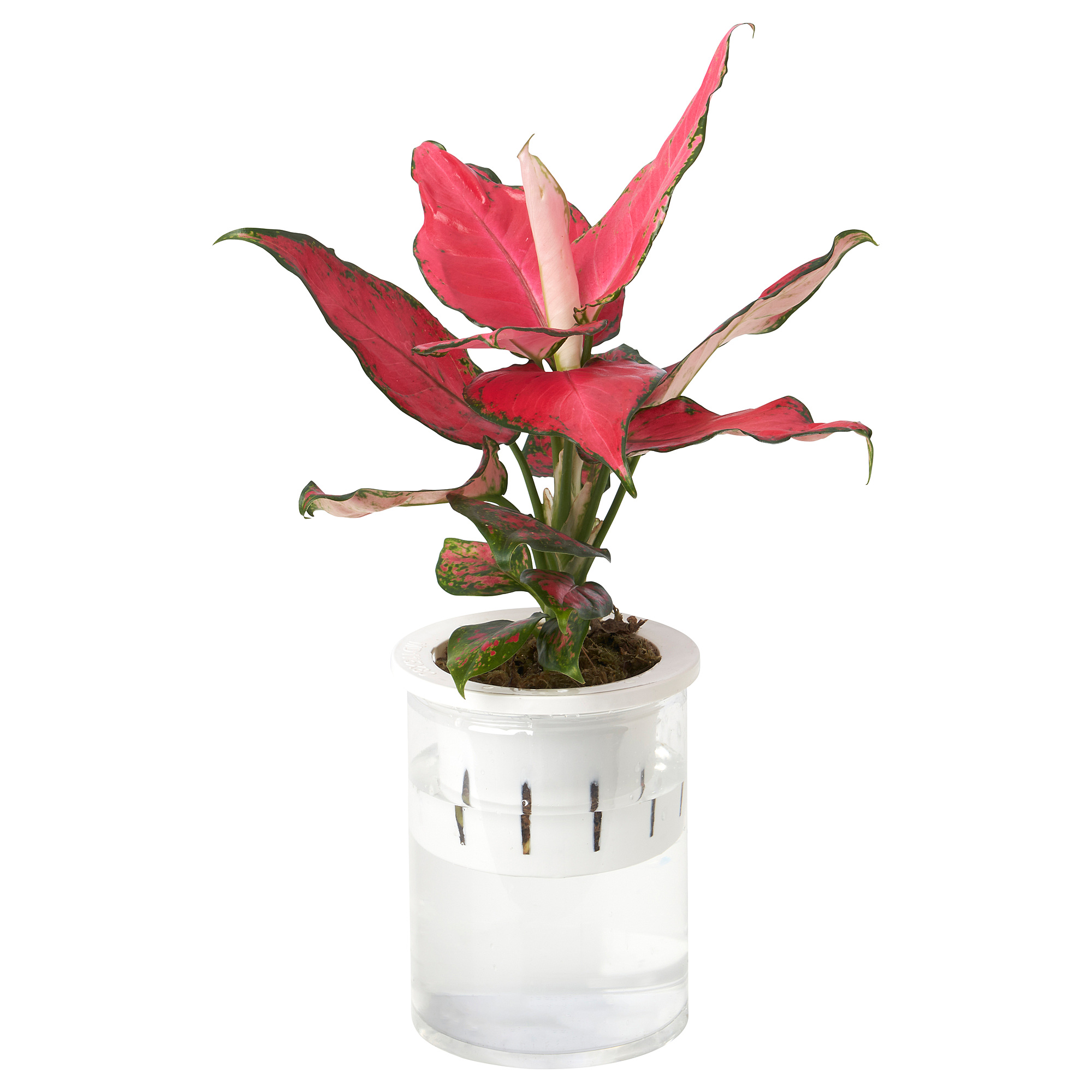 AGLAONEMA 盆栽植物