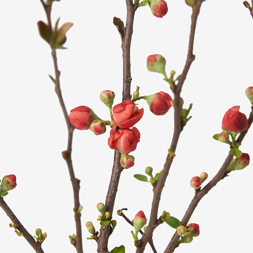 CHAENOMELES JAPONICA potted plant