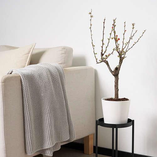 CHAENOMELES JAPONICA potted plant