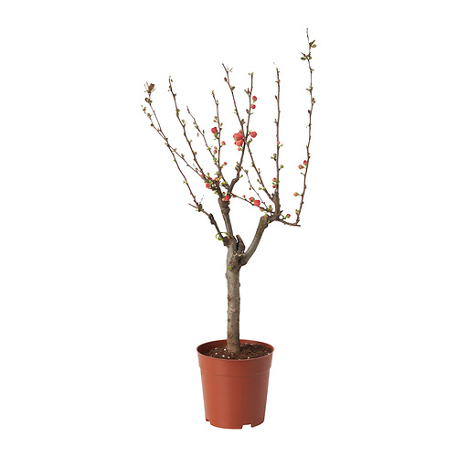 CHAENOMELES JAPONICA potted plant