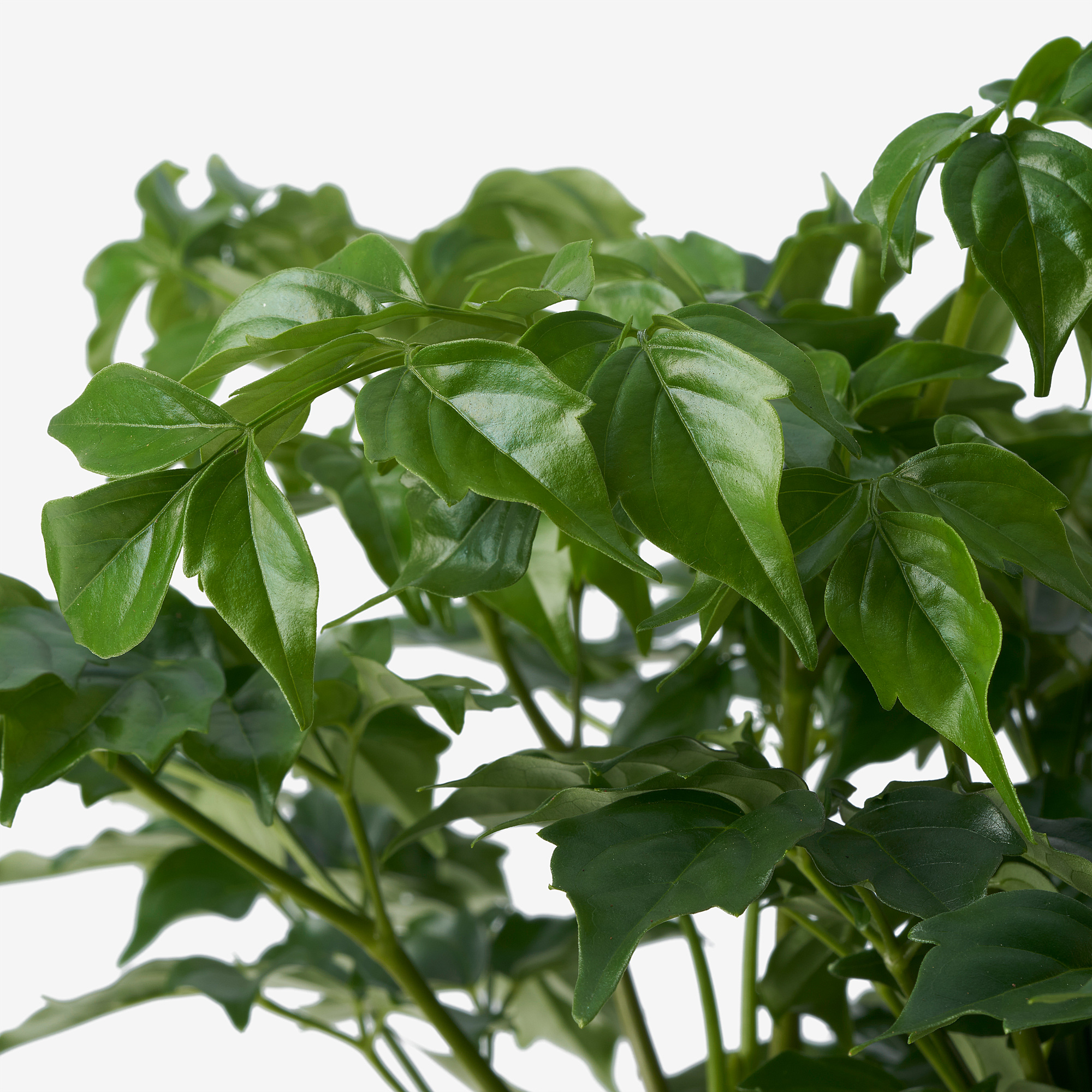 RADERMACHERA potted plant
