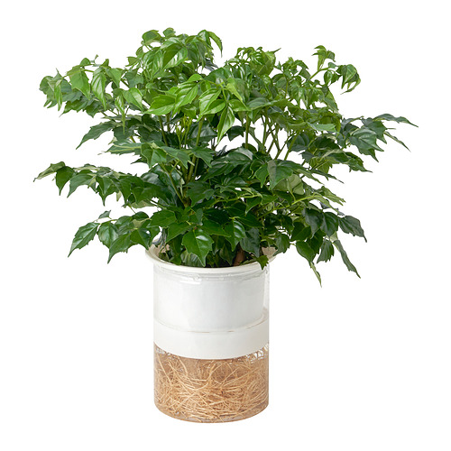 RADERMACHERA potted plant