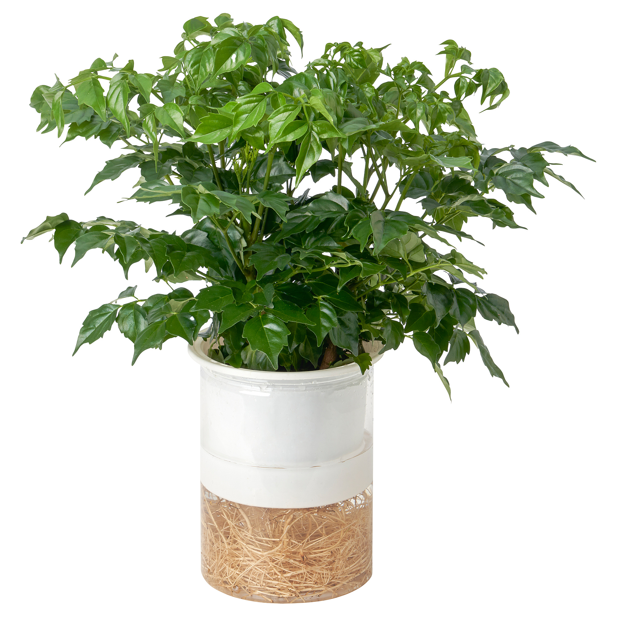 RADERMACHERA potted plant