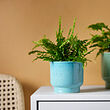 SAMMETSSYREN plant pot