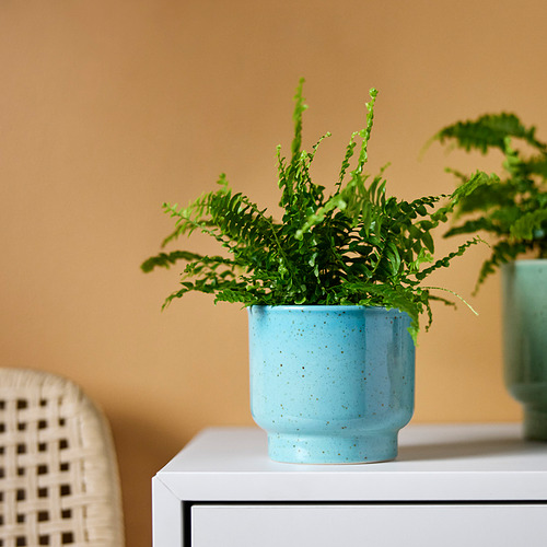 SAMMETSSYREN plant pot