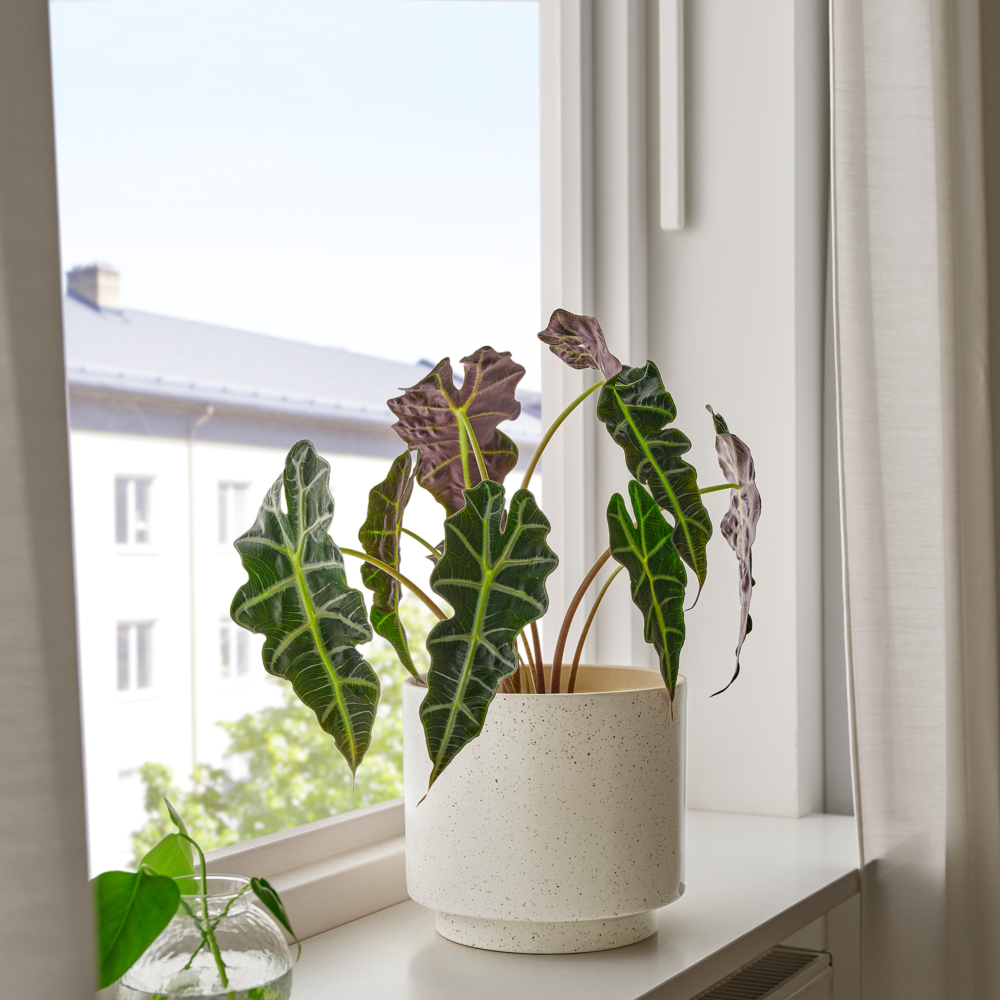 SANDKÖRSBÄR 花盆