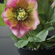 FEJKA artificial potted plant