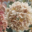 SMYCKA 人造花