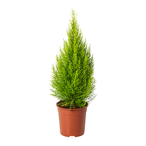 CUPRESSUS MACROCARPA - potted plant, cypress, 15 cm | IKEA Hong Kong and Macau - PE708234_S4