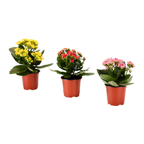 KALANCHOE potted plant